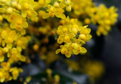 How to cultivate a lush cottage garden on Colorado’s high-desert plains ...