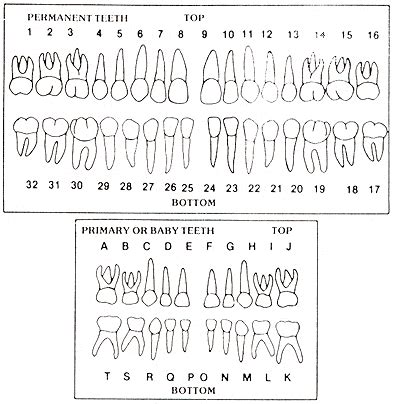 Pin by LeeAnne Foust on teeh in 2020 | Tooth chart, Baby tooth chart, Baby teeth