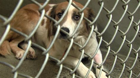 Stokes County Animal Shelter trying to deal with overcrowding | FOX8 WGHP