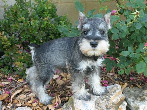 Grey Schnauzer Puppies | www.pixshark.com - Images Galleries With A Bite!