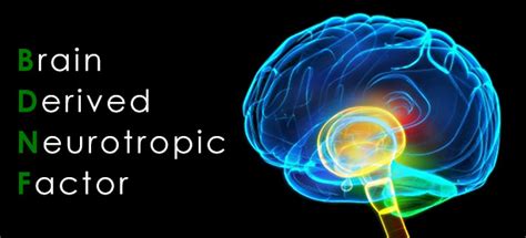 Brain Derived Neurotrophic Factor (BDNF) – MyAddictionPhysician.com