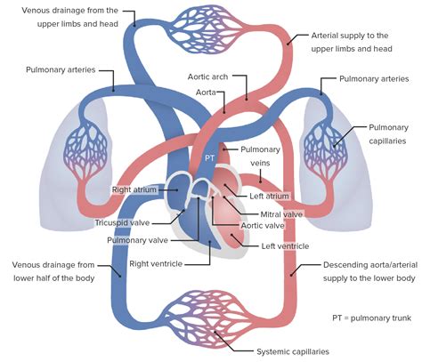 Pulmonary Hypertension Concise Medical Knowledge | Free Hot Nude Porn ...