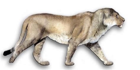 European, Eurasian cave lion | DinoAnimals.com