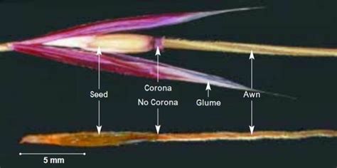 Serrated Tussock | Department of Natural Resources and Environment Tasmania