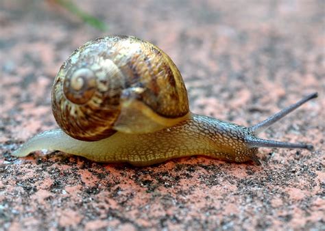 Wellcome Allotment : Helix Aspersa