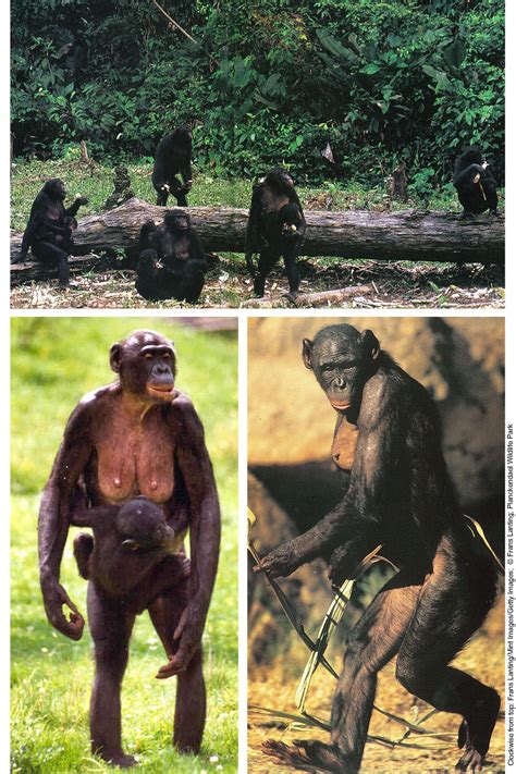 Bonobos evidence the whole love-indoctrination process | WTM | Bonobo, Bonobos, Great ape