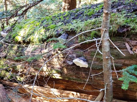 A Fall Hike on the Snow Lake Trail - Boating Journey