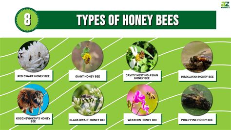 8 Types of Honey Bees and How to Identify Each - A-Z Animals