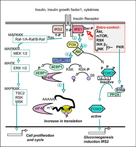 PKR and the Insulin signaling pathway. After binding of the insulin... | Download Scientific Diagram