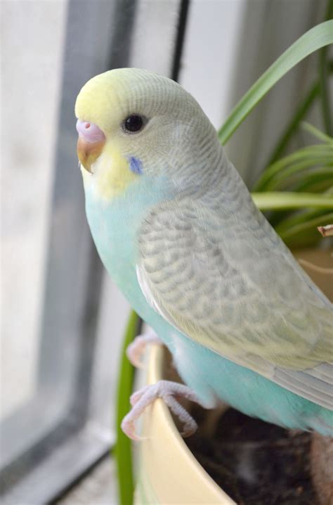 นกหงส์หยก Budgie | Best pet birds, Pet birds, Cute birds