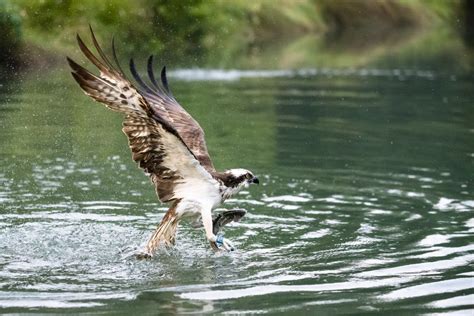 An Osprey catching a fish! | Smithsonian Photo Contest | Smithsonian ...