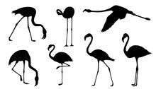 Flamingo Clipart Free Stock Photo - Public Domain Pictures