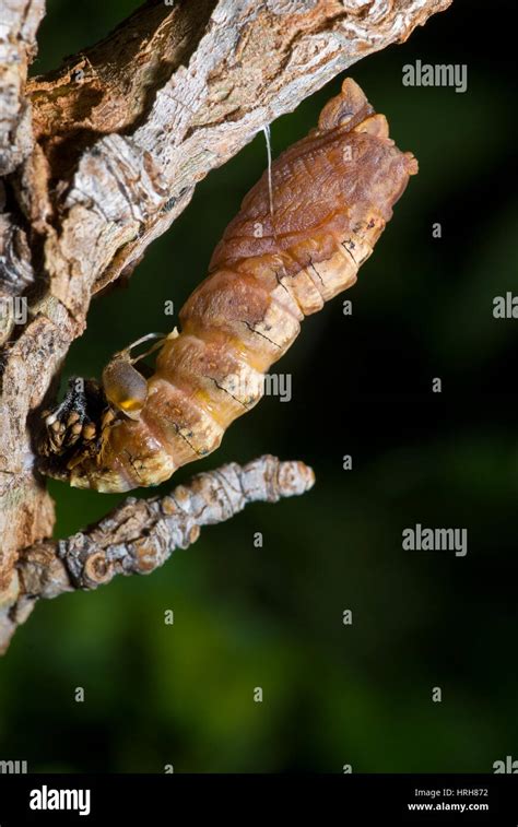 Western Tiger Swallowtail caterpillar pupating Stock Photo - Alamy