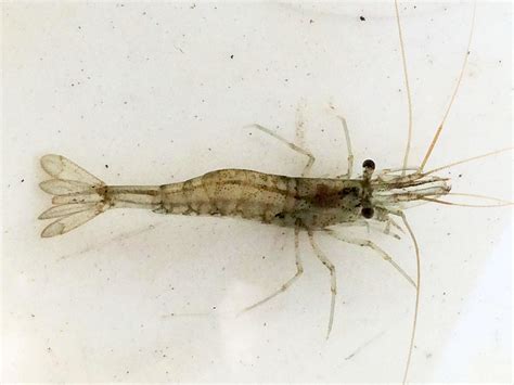 Freshwater Shrimp Care Guide, 41% OFF | www.micoope.com.gt