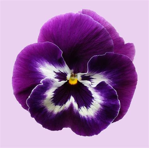 Purple Pansy, Dark Purple Flower Image, #26104