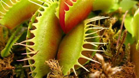 VENUS FLYTRAP CARE CONDITIONS | Feeding the plant - YouTube