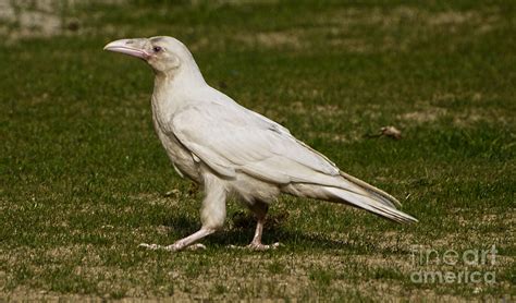 White Raven Photograph by Skye Ryan-Evans