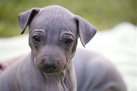 American Hairless Terrier Breed Info and Care