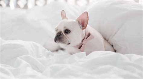 White Frenchie Bulldog: Focus On White Dogs Health And Wellbeing