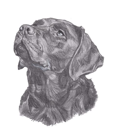 "Classic Labrador Retriever Dog Profile Drawing" Stickers by LaLanny | Redbubble