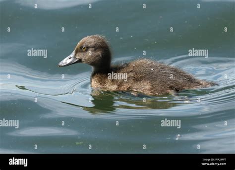 A sweet Tufted Duck duckling, Aythya fuligula, swimming on a lake Stock ...