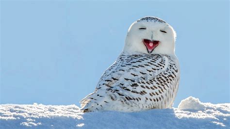 Snowy Owl