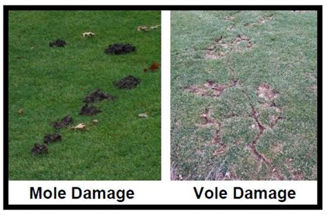 Difference Between Shrew And Vole