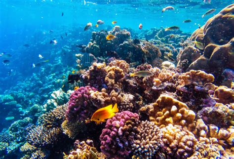Coral reef biodiversity expected to shuffle but not decline • Earth.com