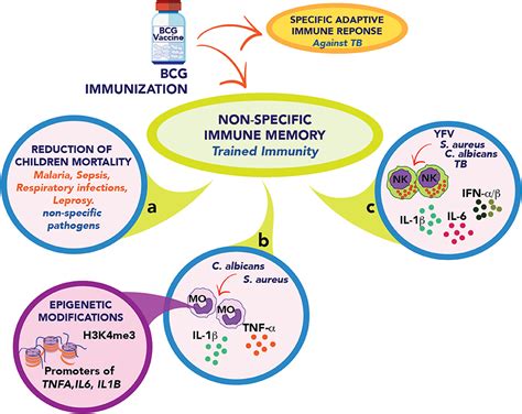 Frontiers | Could BCG Vaccination Induce Protective Trained Immunity for SARS-CoV-2?