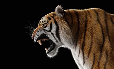 Tiger roar Images - Search Images on Everypixel