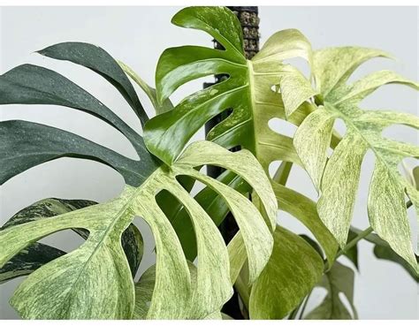 [NEW] - Monstera Deliciosa Mint Variegated Tissue Culture For Sale