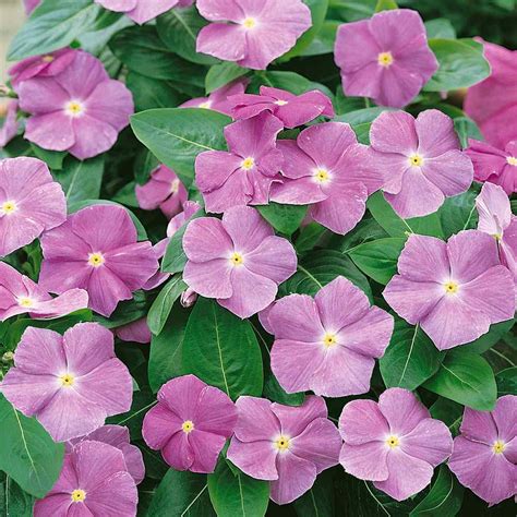 Drought Tolerant Lavender Periwinkle Flower & Ground Cover Plant Seeds