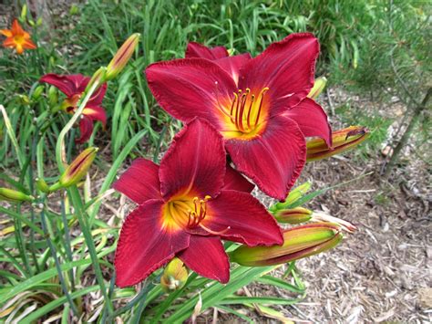 ‘Red Volunteer’ – Outstanding Veteran Red-flowering Daylily | What Grows There :: Hugh Conlon ...