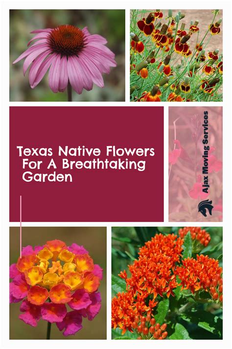 Texas native flowers for a breathtaking garden – Artofit