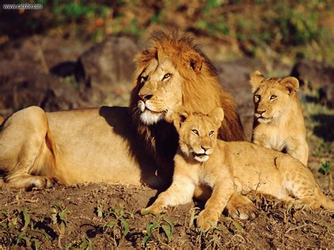 Animals: African Lions Masai Mara Kenya, picture nr. 15089