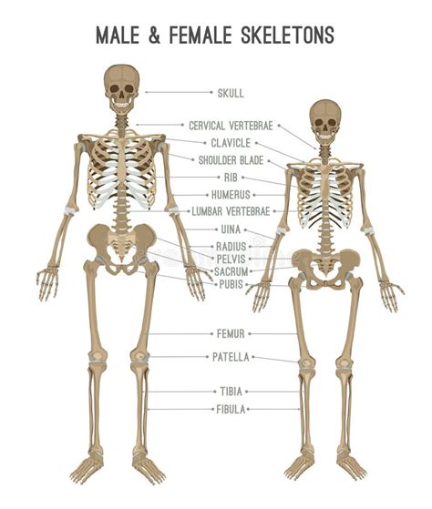 Difference Between A Male And Female Skeleton - Health - Nigeria