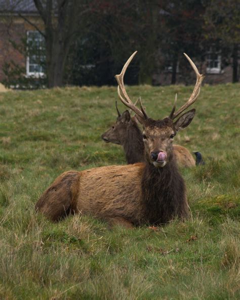 Photographs — Richmond Park — Deer — 3 April 2016 — 4 — wasaweb.net