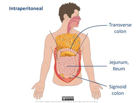 Sigmoid Colon Anatomy - Anatomy Reading Source