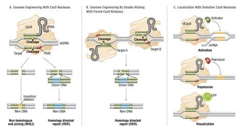 CRISPR/Cas9 & Targeted Genome Editing: New Era in Molecular Biology | NEB