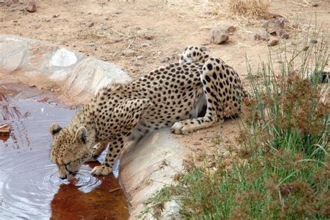 2 successful cheetah conservation projects are based in Kenya