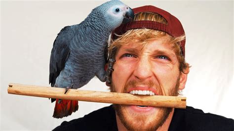 maverick logan paul bird breed - Lenny Jenson