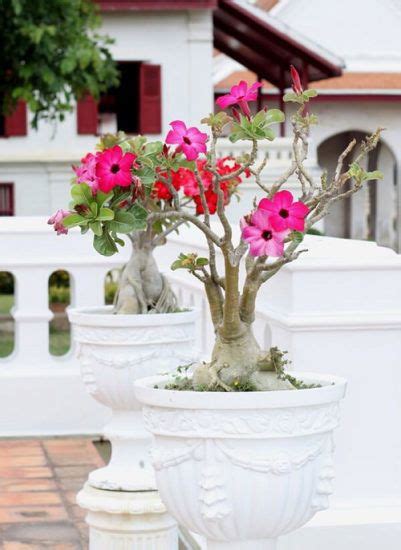 35 Stunning Types of Desert Rose Varieties | Balcony Garden Web