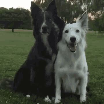 Dog Hug GIF - Dog Hug Bff - Discover & Share GIFs