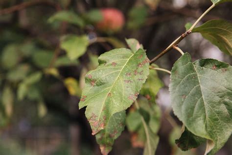 4 Common Apple Tree Diseases