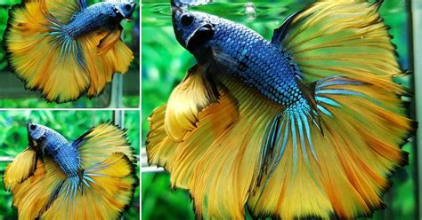 What Do Betta Eat and How to Feed Betta? Best Betta Fish Food ~ Betta ...