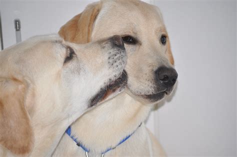 Unwanted Kisses | Bella (female yellow lab) Kissing her Baby… | Flickr