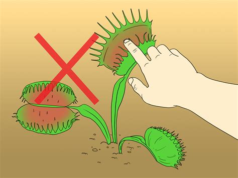 How to Care for Venus Fly Traps (with Pictures) - wikiHow