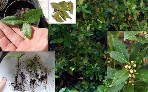Bay Leaf Tree Laurus Nobilis Seeds | Fair Dinkum Seeds