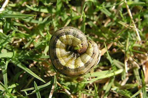 A Guide to the Most Common Lawn Pests | myhomeTURF