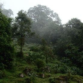 Colombia's Cloud Forests Imperiled by Climate Change, Development - Scientific American